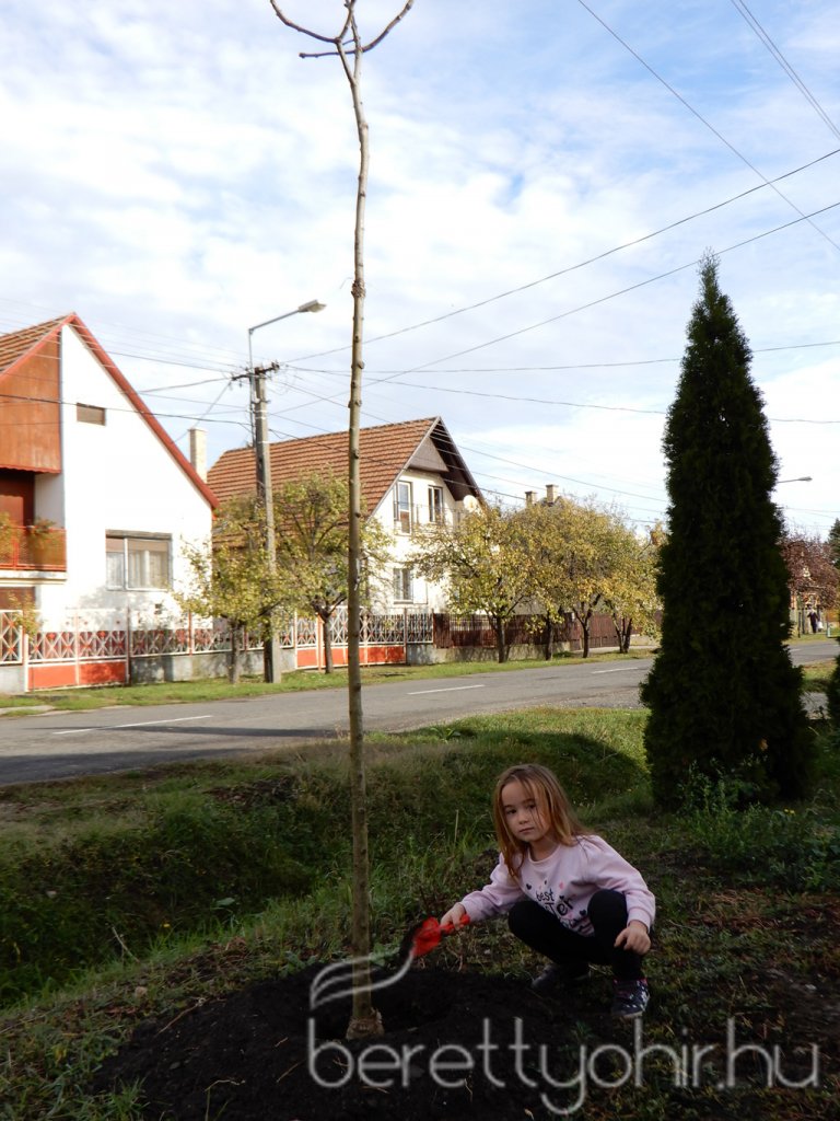 Közösségi faültetés Berettyóújfaluban 61